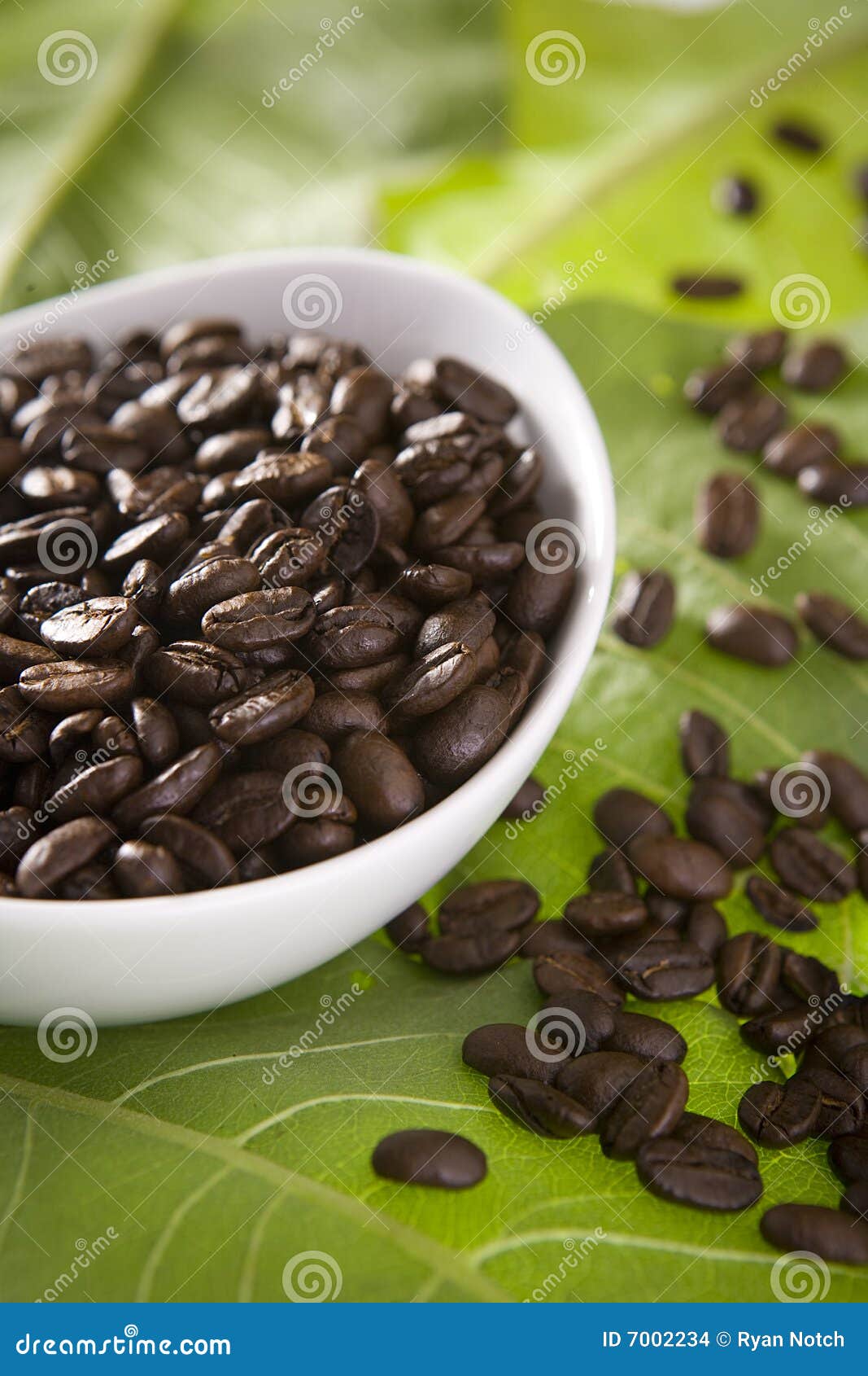 Coffee Beans on Green Leaves Stock Photo Image of agriculture, plant