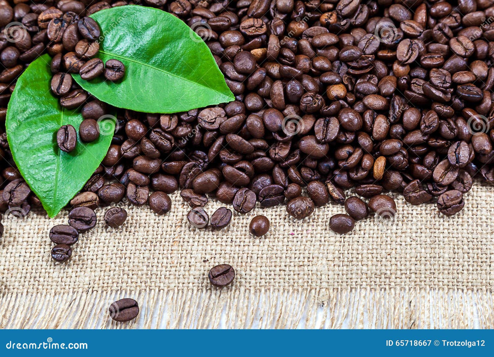 Coffee Beans with Green Leaves on Canvas Stock Image Image of bean