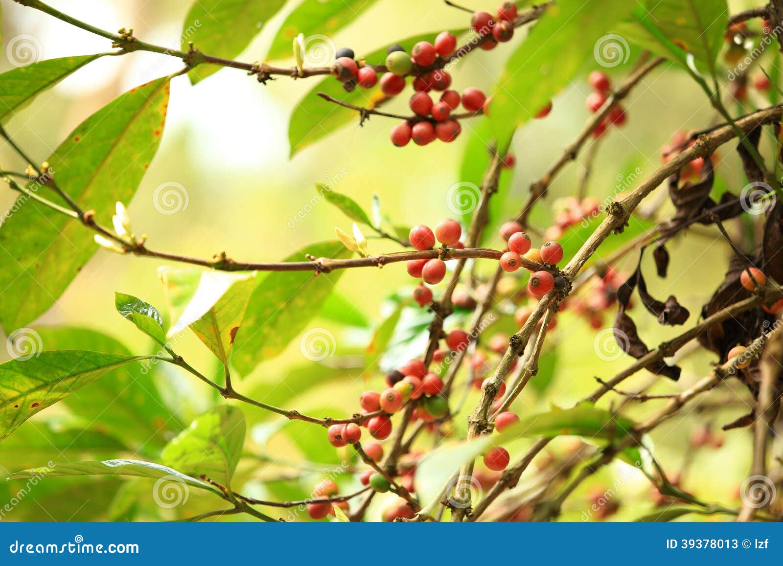 Coffee beans grow on tree stock image. Image of cultivate 39378013
