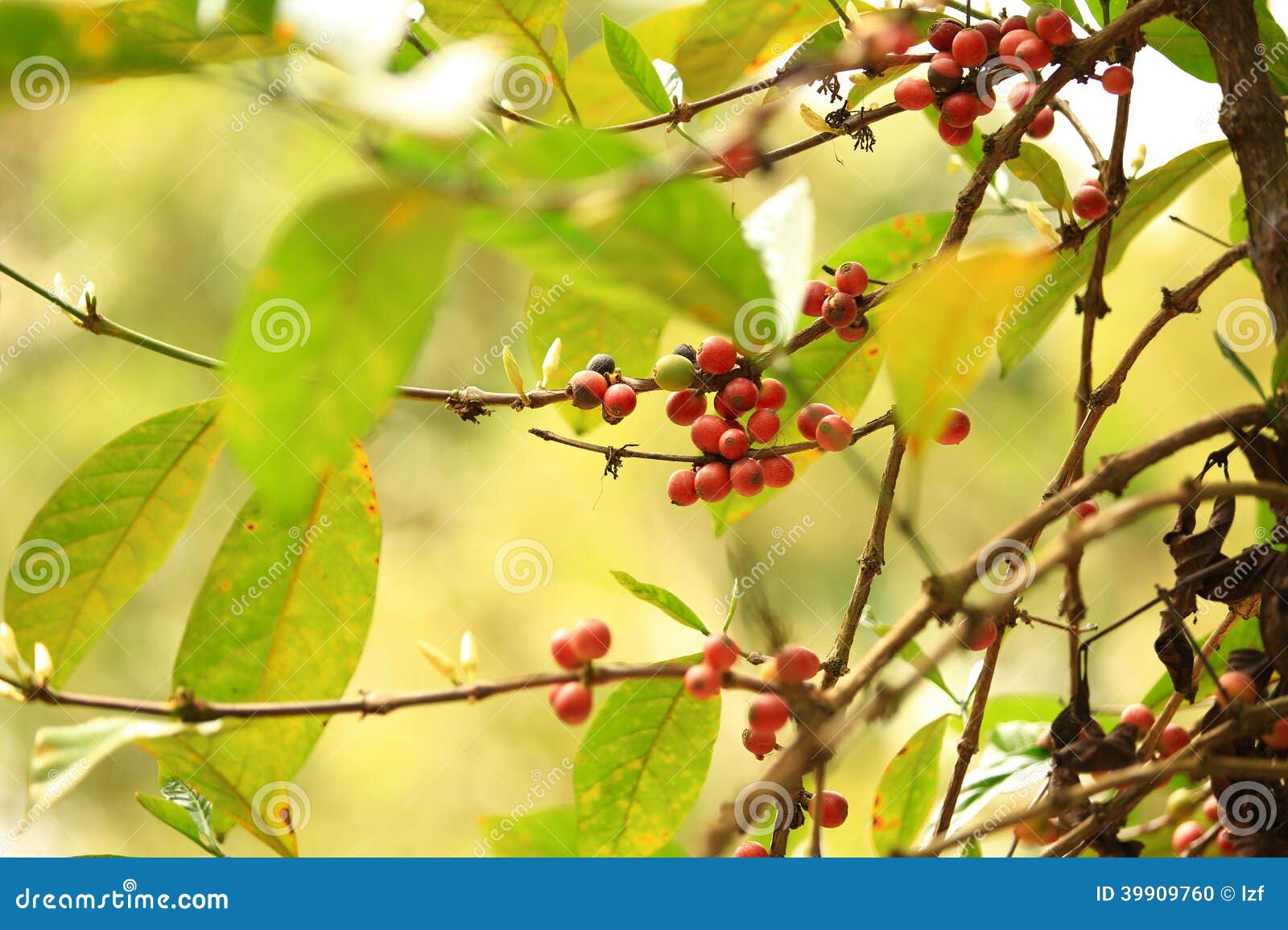 Coffee beans grow on tree stock photo. Image of food 39909760