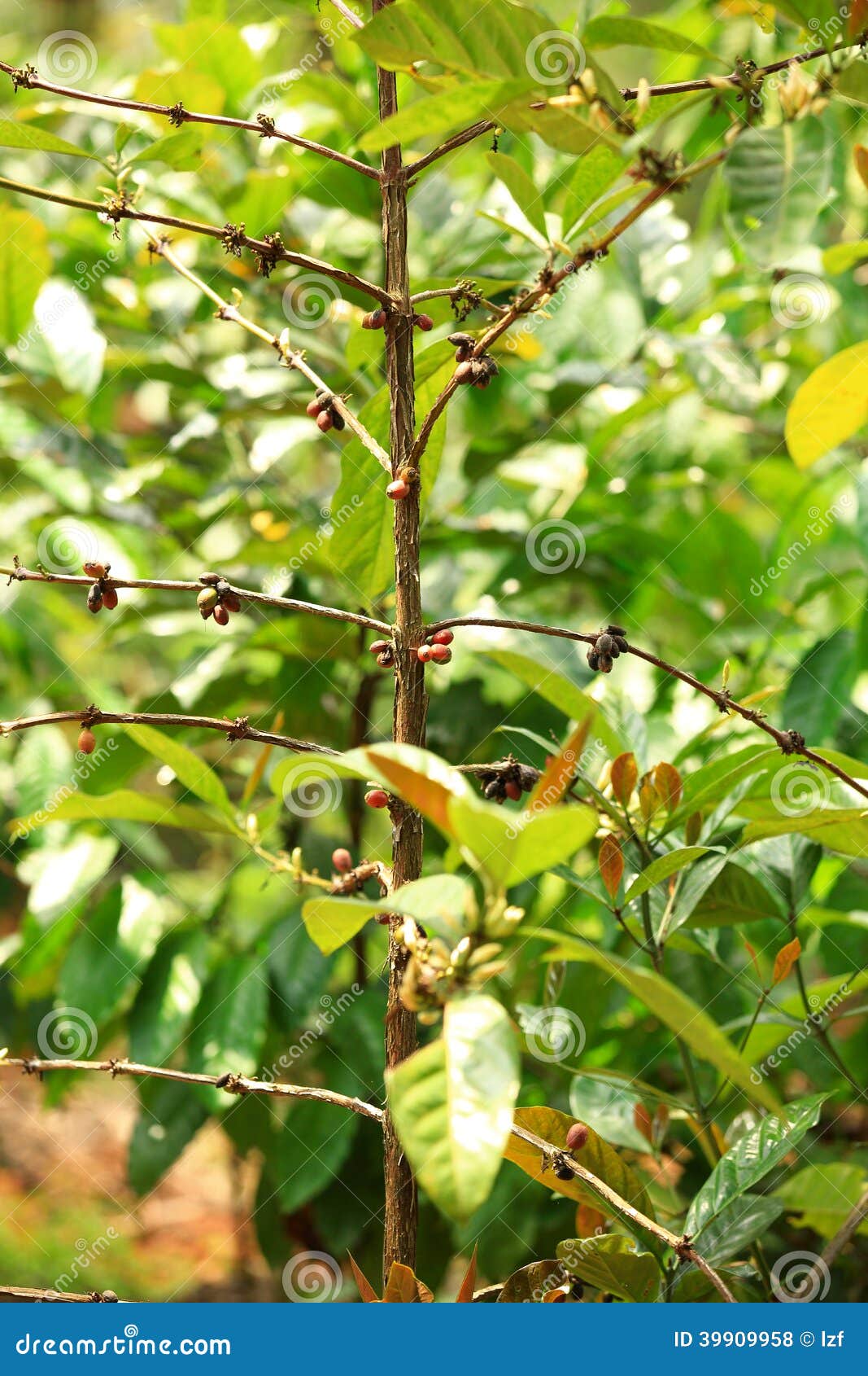 Coffee beans grow on tree stock photo. Image of branch 39909958