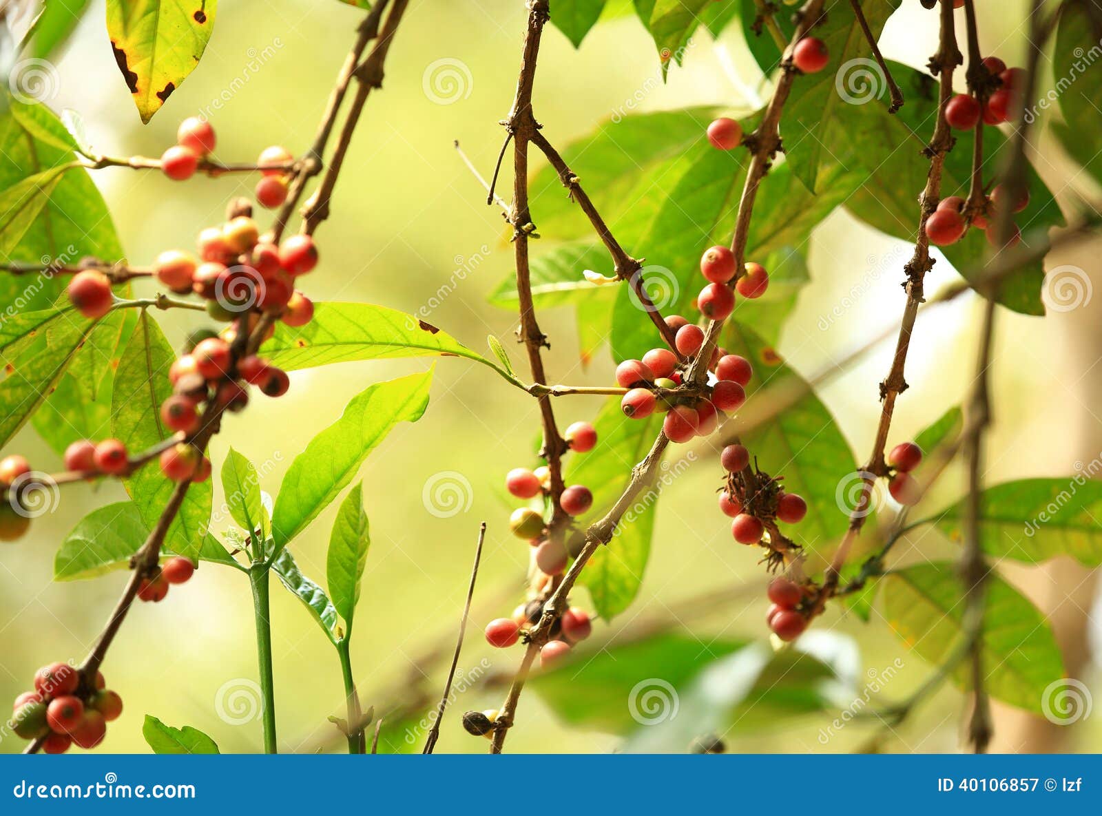 Coffee beans grow on tree stock image. Image of agriculture 40106857