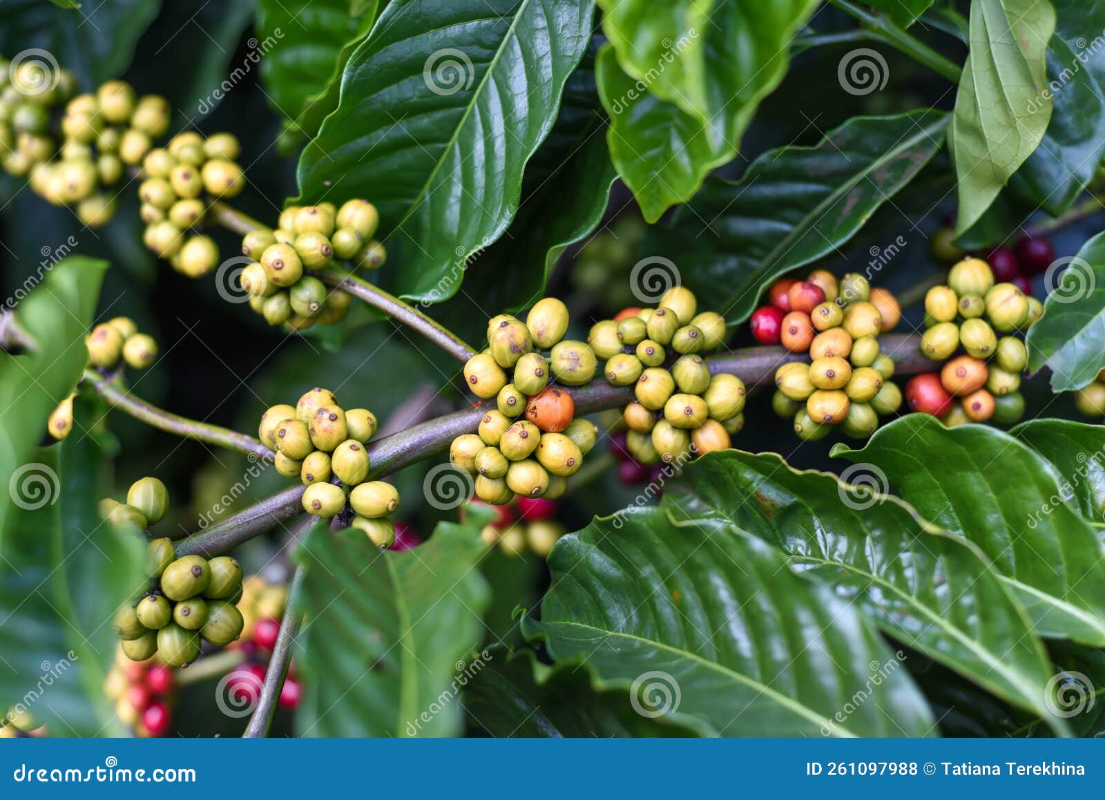 Coffee Beans Growing in Da Lat Vietnam Stock Photo Image of flower