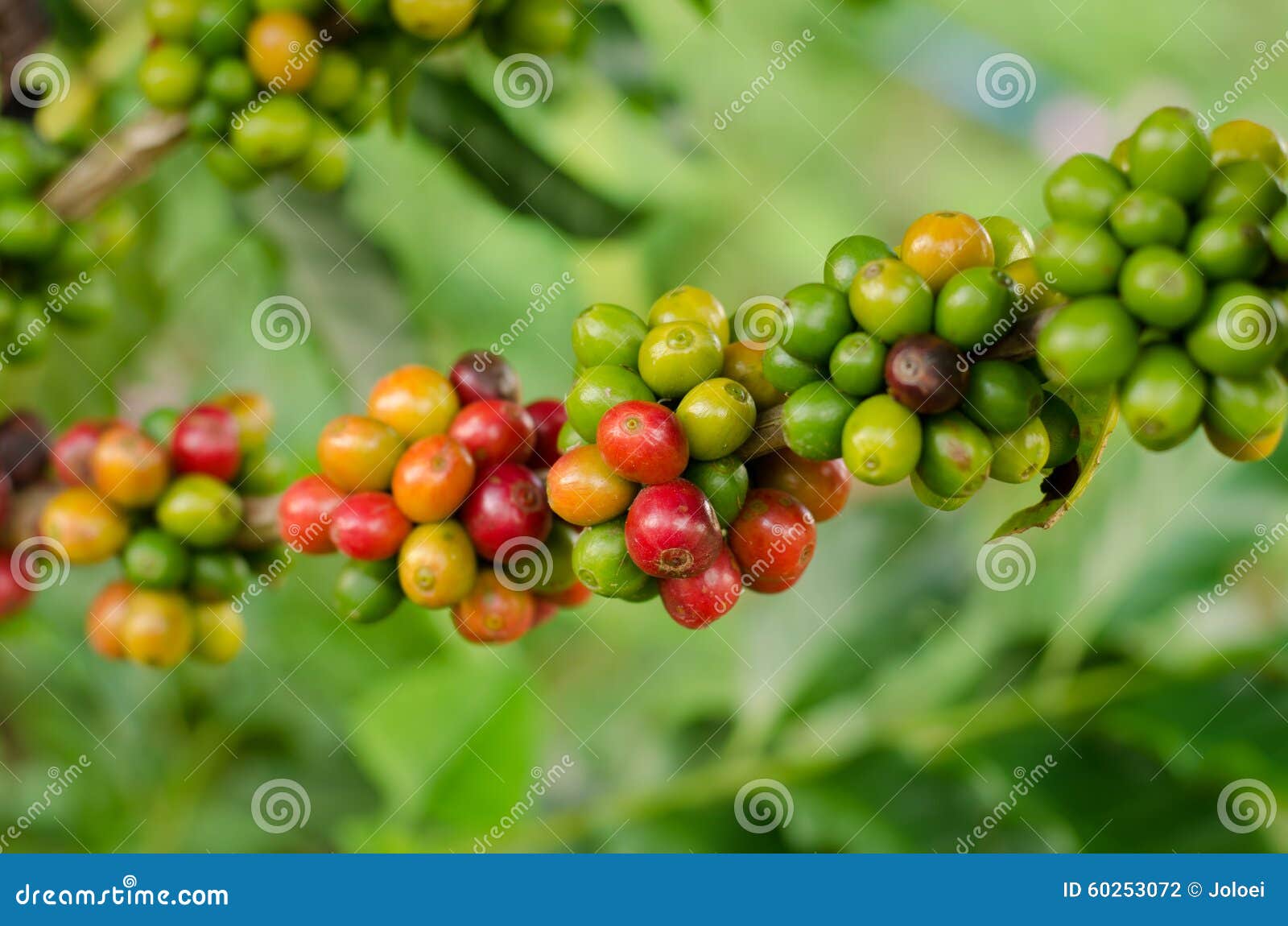 Coffee beans stock photo. Image of bean, beans, cultivation 60253072