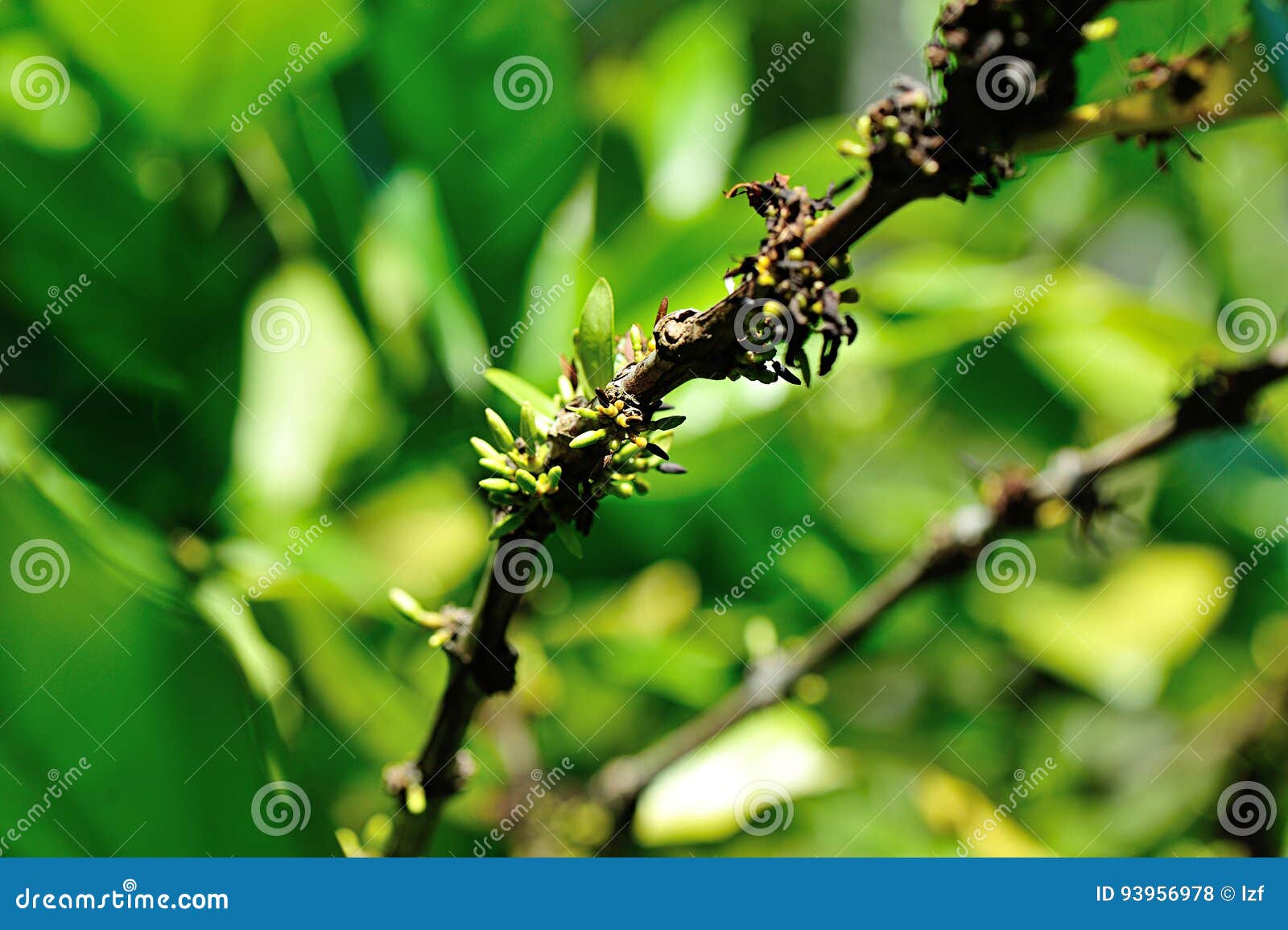 Coffee beans in growth stock photo. Image of forest, fruits 93956978