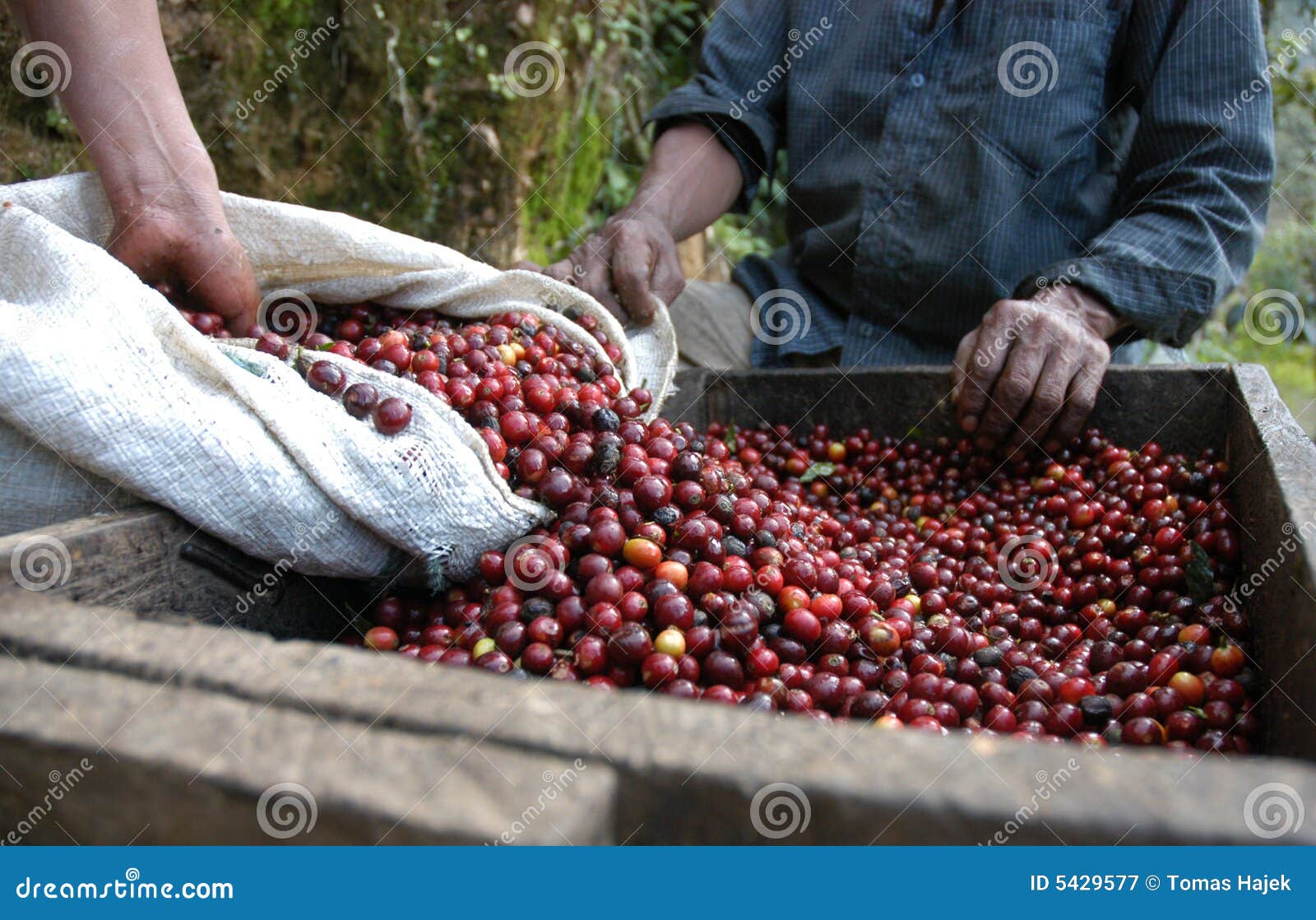 coffee beans, guatemala 26