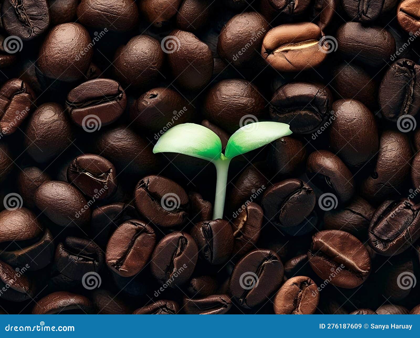 Coffee Beans Has Coffee Sprout in Center of Photo Stock Image Image