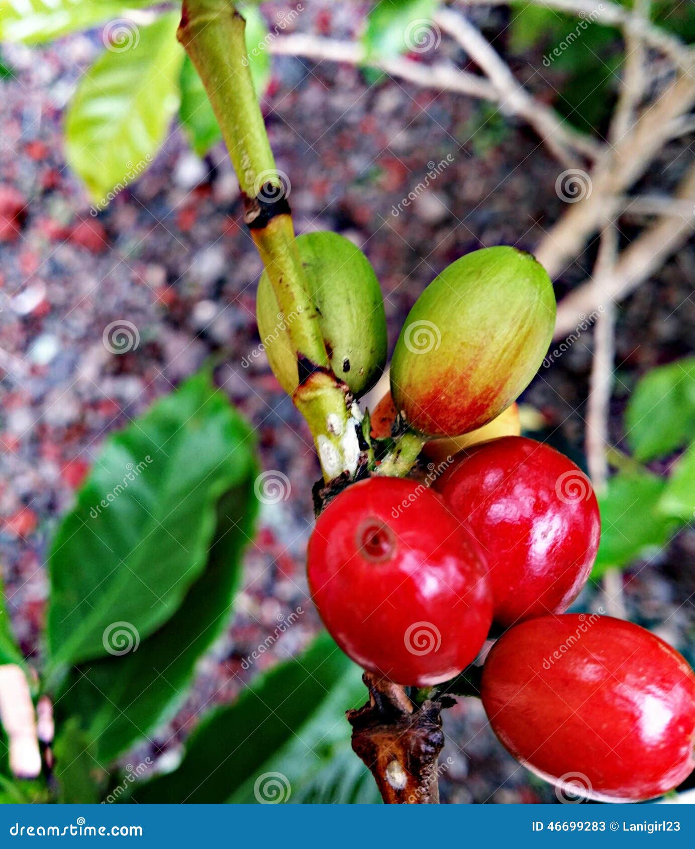 Coffee beans kona Hawaii stock image. Image of hawaii 46699283