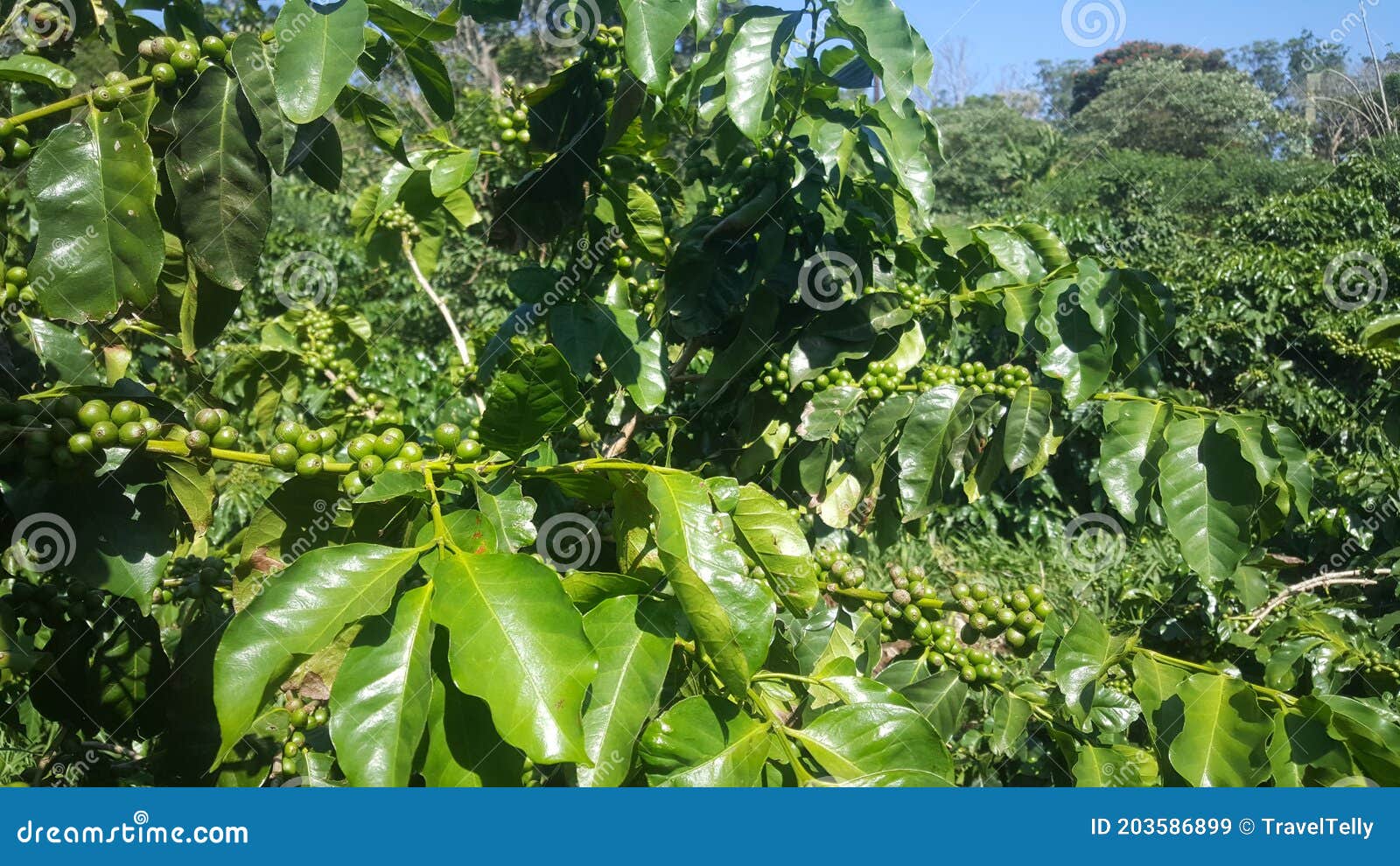 Coffee Beans at Mabuda Guest Farm Stock Image - Image of guest, farm ...