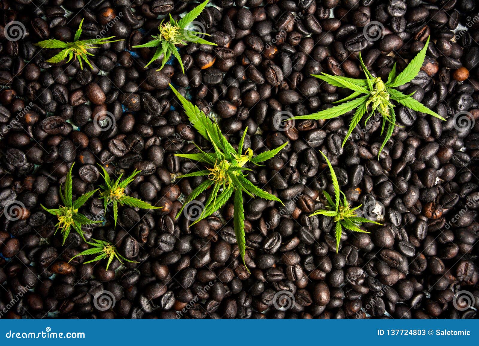 Coffee bean weed