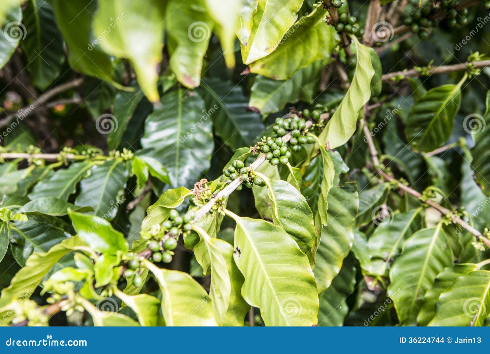 Coffee beans in the nature stock photo. Image of detail 36224744