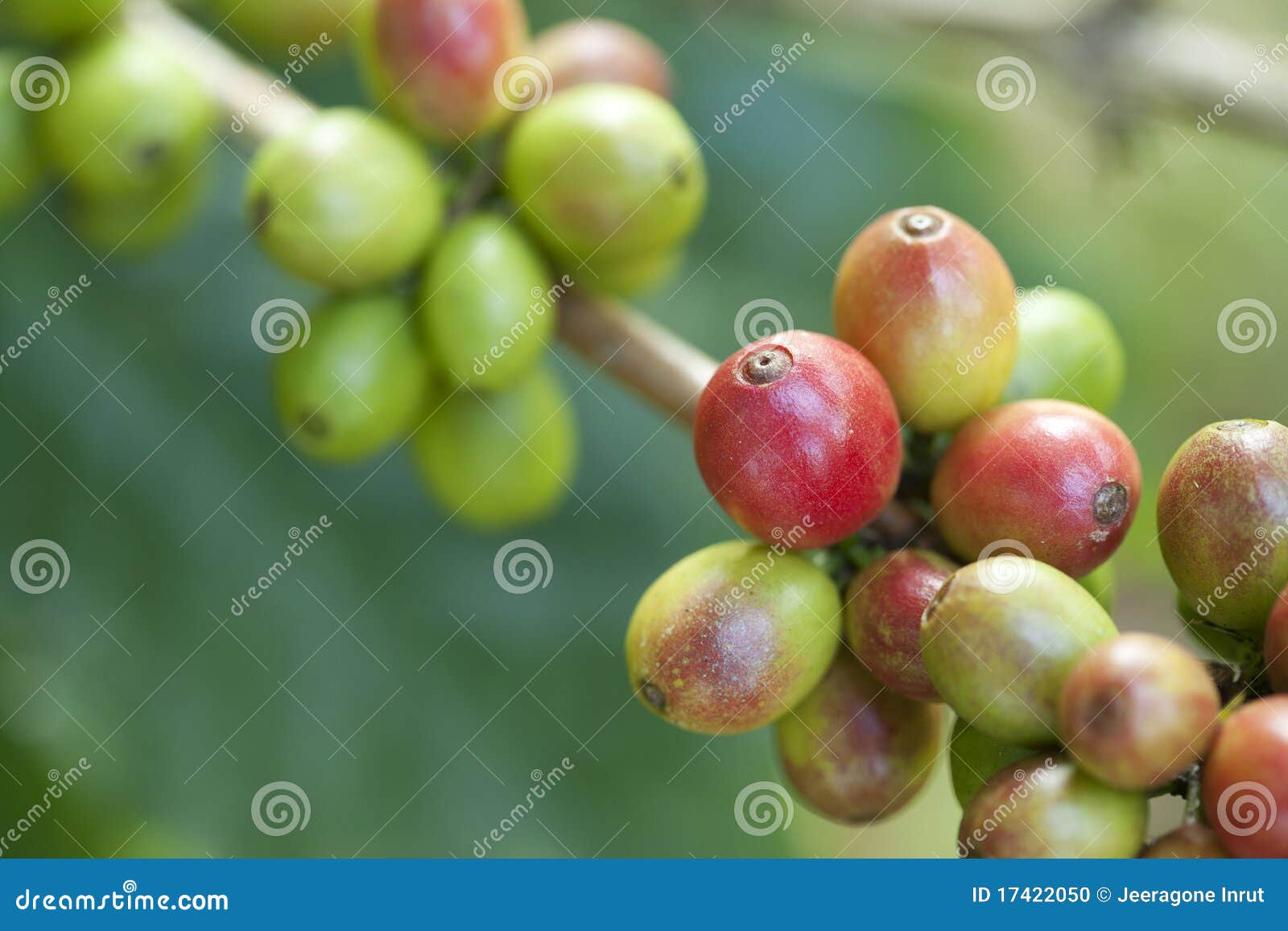 Coffee beans on plant stock photo. Image of stimulant 17422050