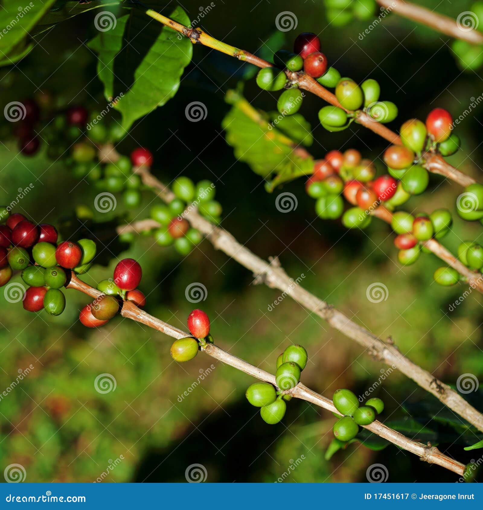 Coffee beans on plant stock image. Image of farm, caffeine 17451617