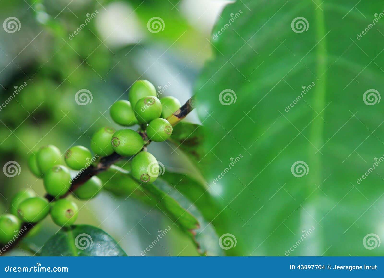 Coffee beans on plant stock photo. Image of plantation 43697704