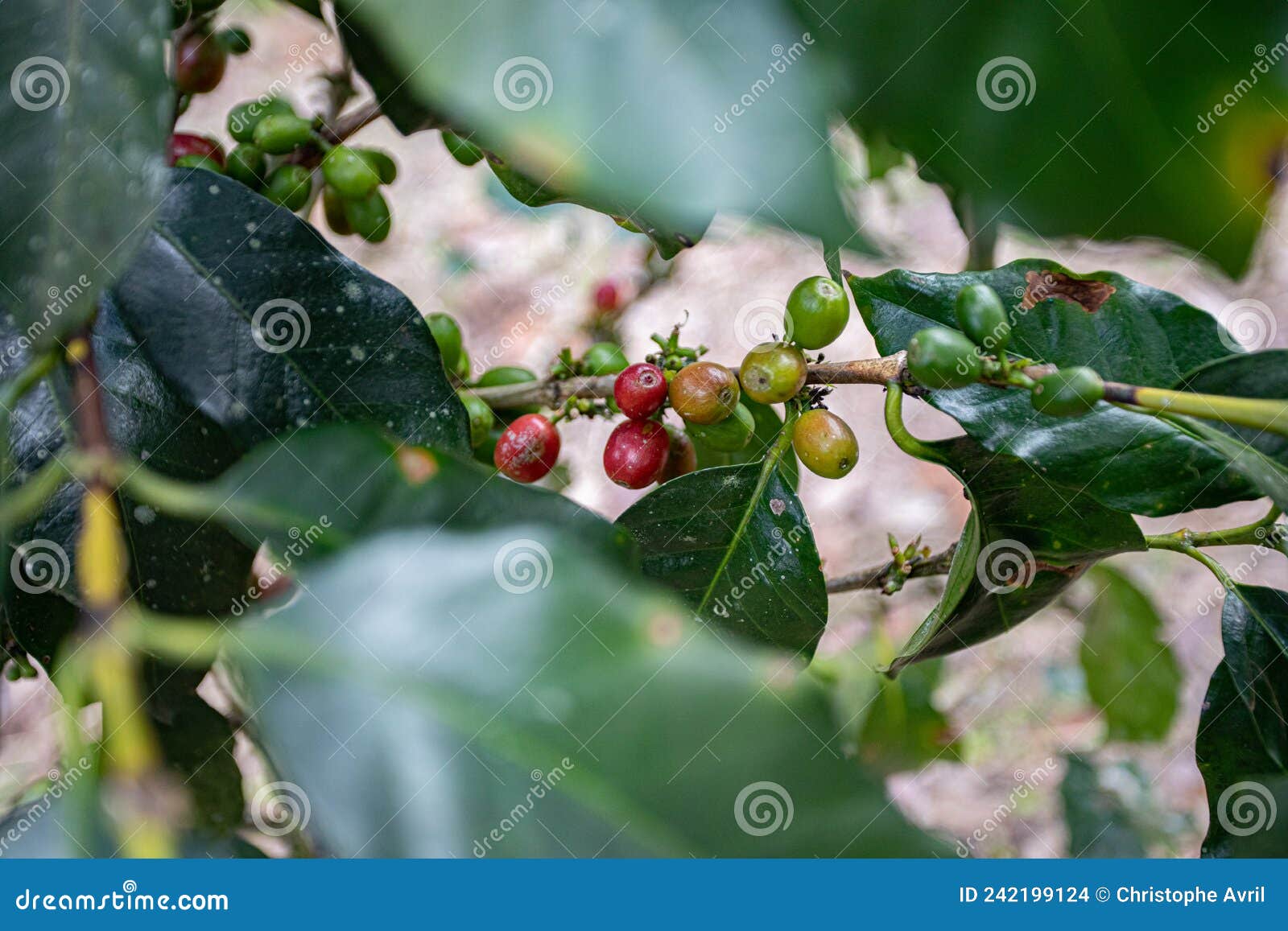 Coffee beans on plants stock photo. Image of healthy 242199124