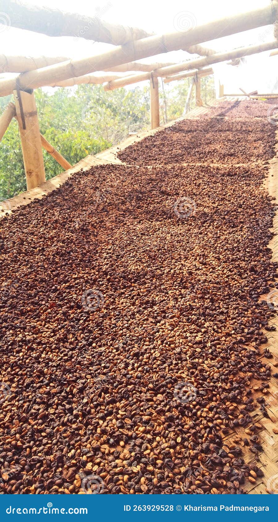 Coffee Beans Process stock photo. Image of farming, coffee 263929528