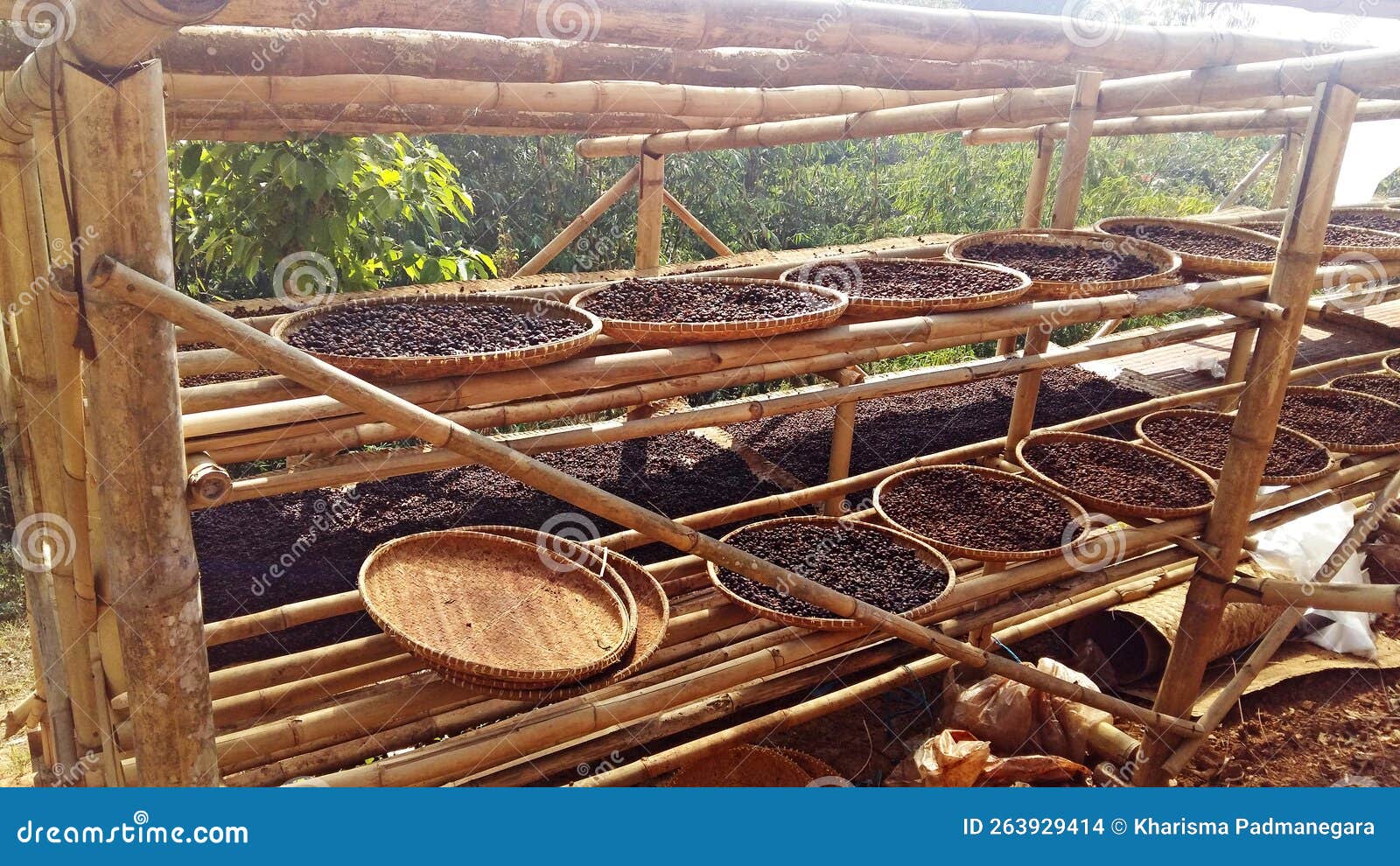 Coffee Beans Process stock photo. Image of beans, brewery 263929414