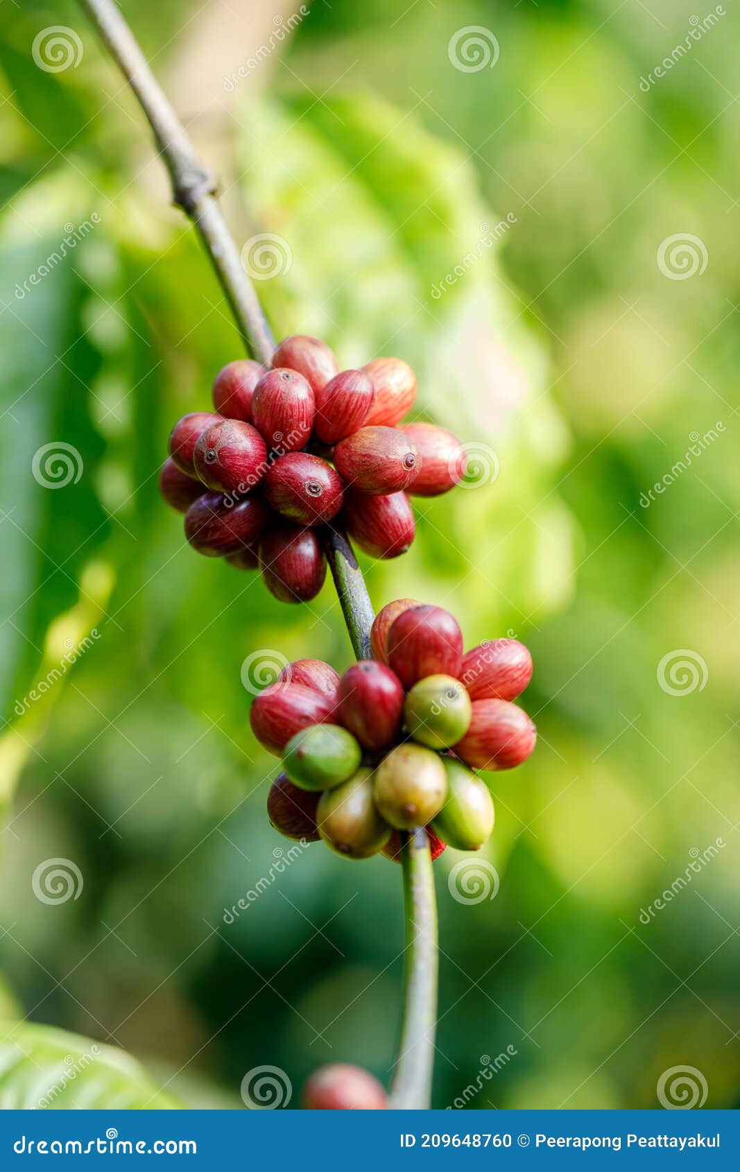 Coffee Beans Ripening, Fresh Coffee,red Berry Branch Stock Photo