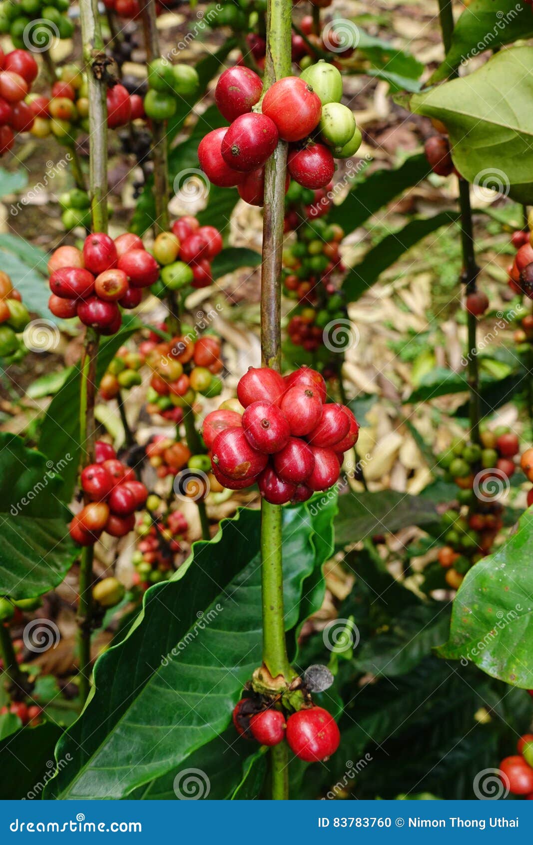 coffee beans ripening