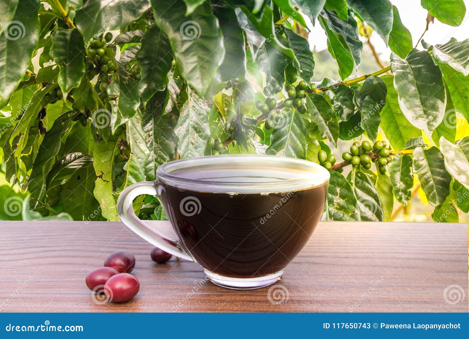 Coffee beans with seeds stock image. Image of closeup 117650743