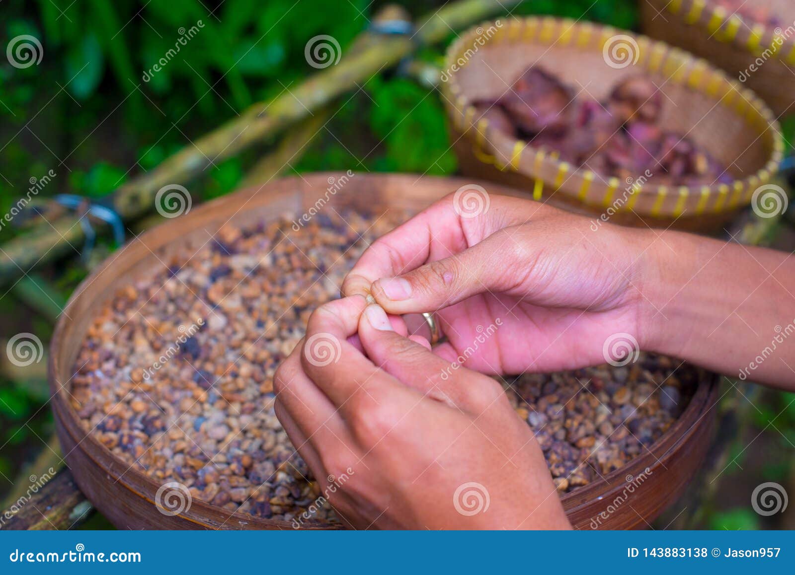 coffee beans on the tree in bali, indonesia. kopi luwak is the most expensive coffee in the world, also called as cat poop coffee.