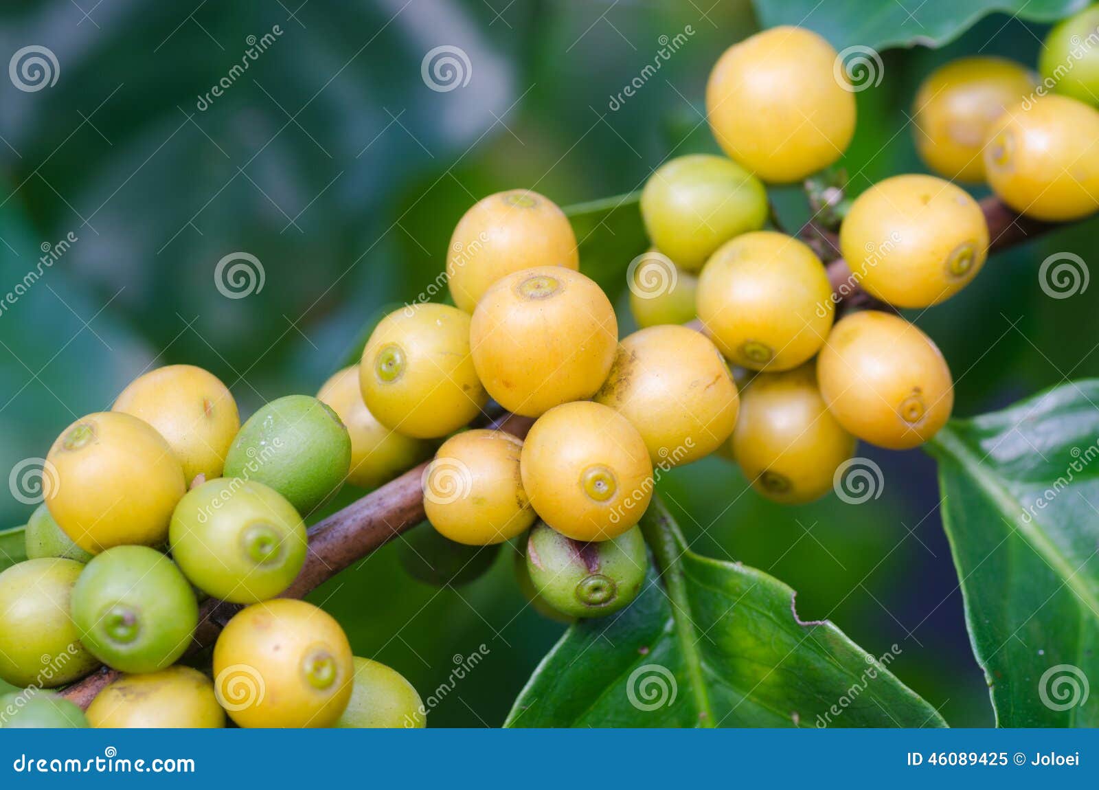 Coffee beans on trees stock image. Image of crop, fruit 46089425