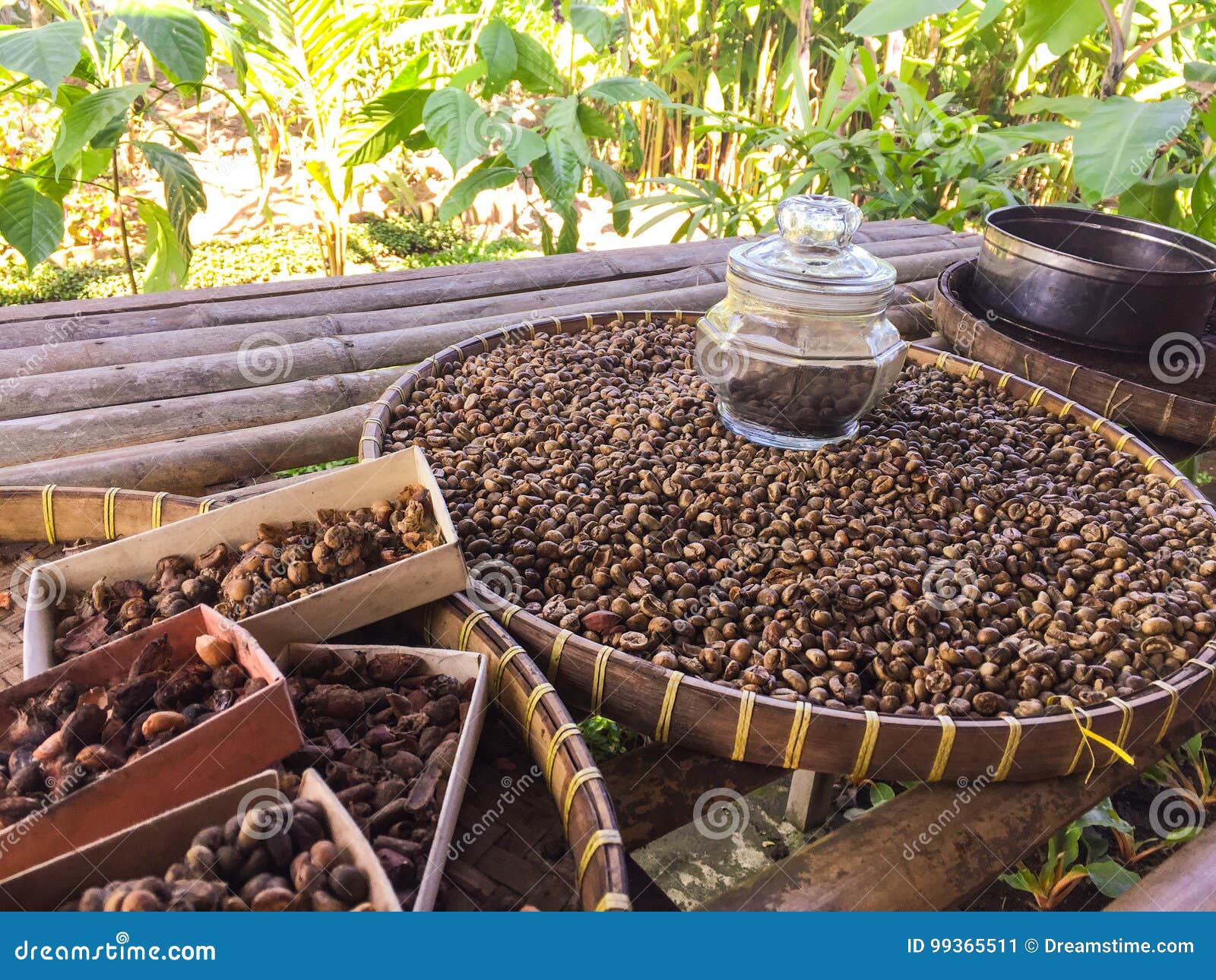 Kopi Luwak Coffee Beans - Bali Stock Image - Image of lives, captures:  99365511