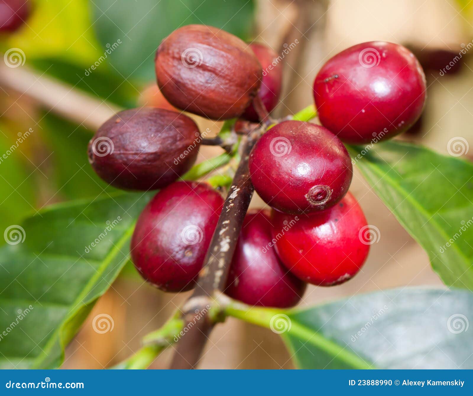 Coffee berries stock photo. Image of arabica, cafe, carry 23888990