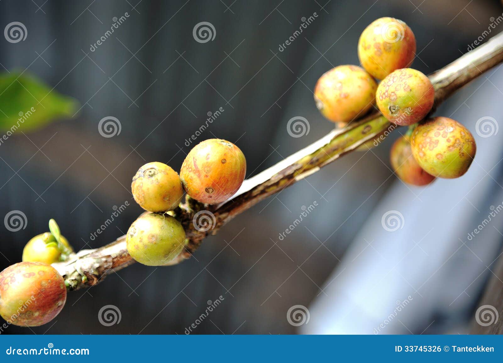 Coffee berries stock photo. Image of food, harvest, green 33745326