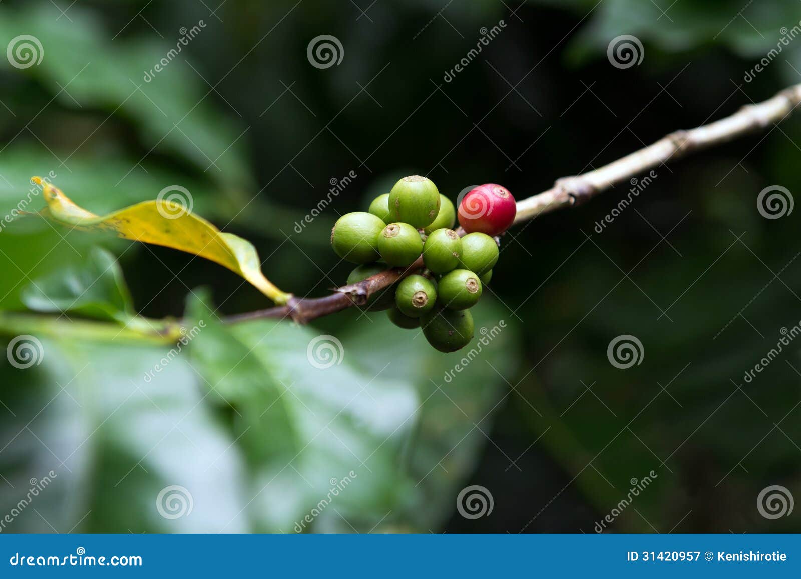 Coffee berries stock image. Image of branch, bean, tree 31420957