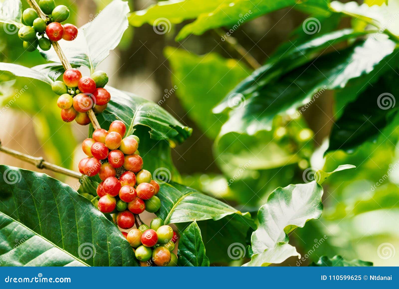 Coffee berries on its tree stock image. Image of food 110599625