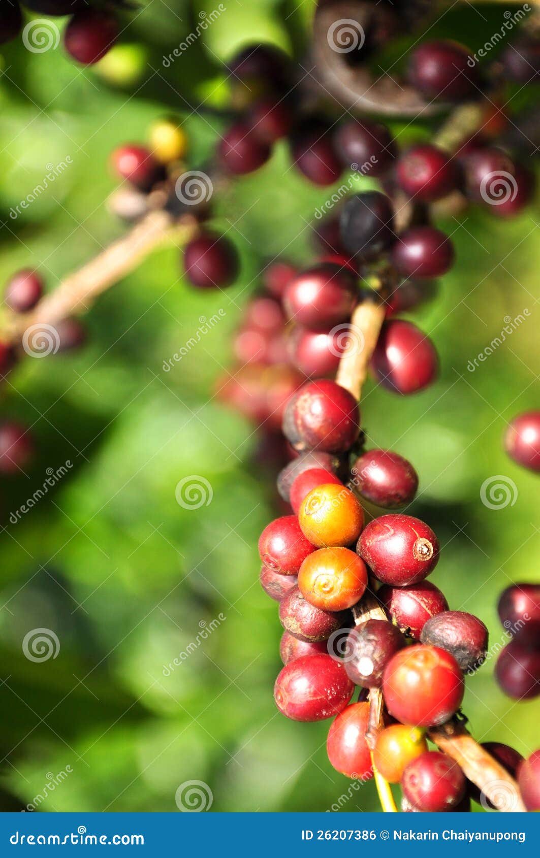 Coffee berry stock photo. Image of crop, java, drink 26207386
