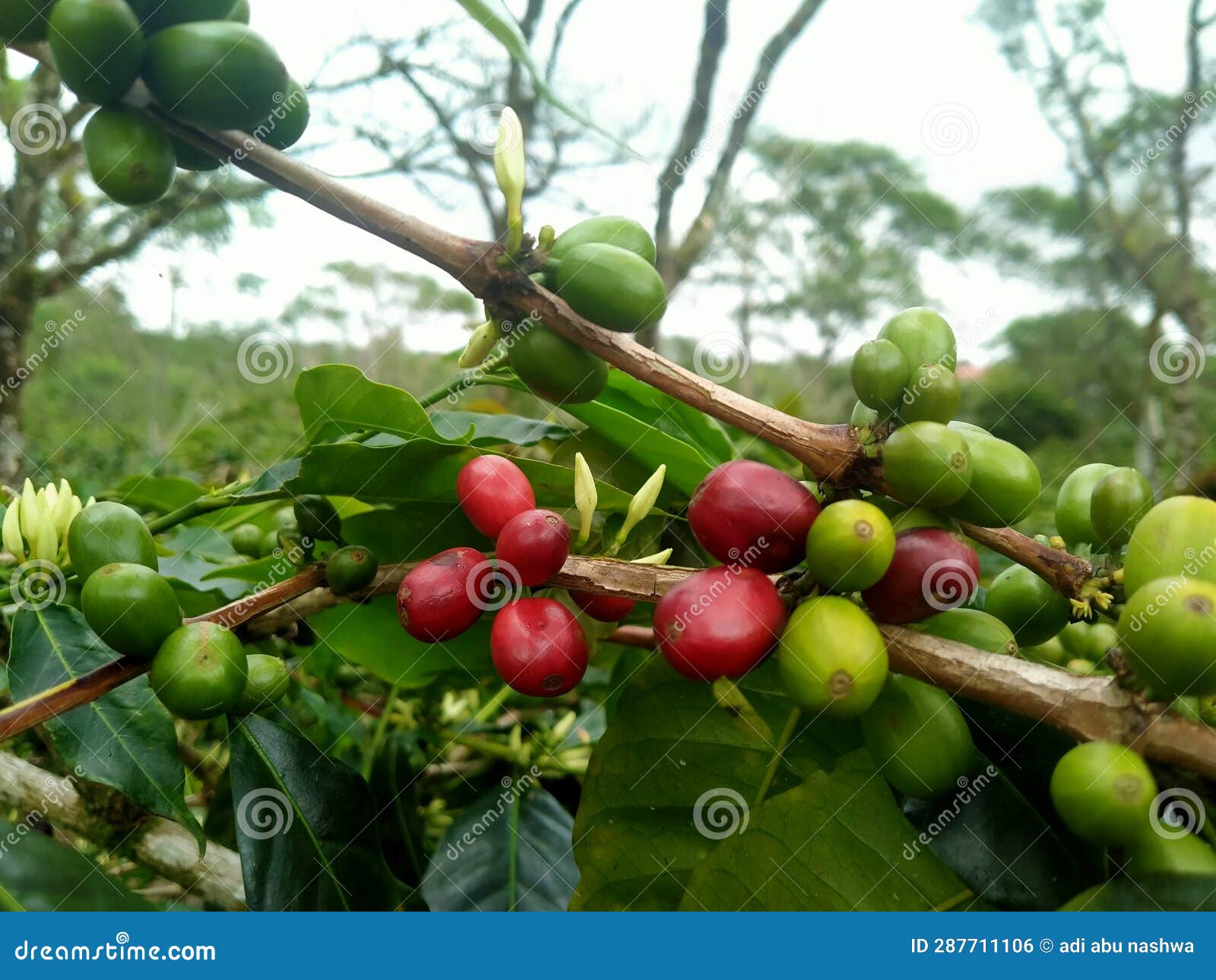 Coffee Berry on Branch and Leaves Stock Photo Image of coffee, nature 287711106