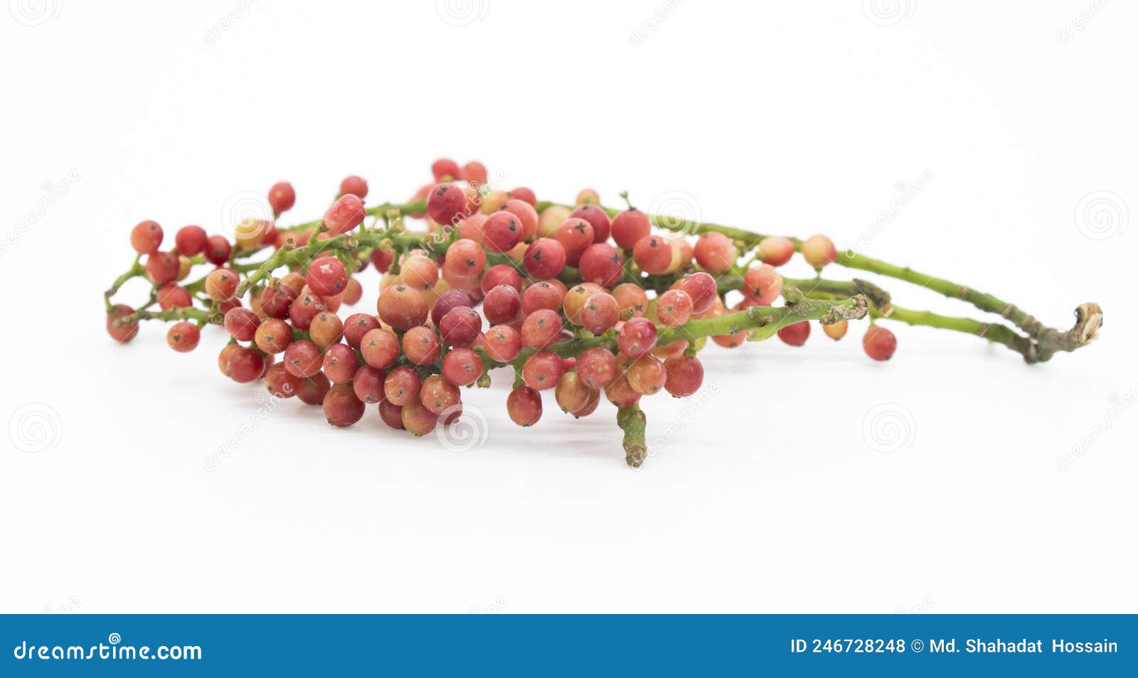 Coffee Berry and Branch Coffee on White Background Stock Photo Image of fruit, organic 246728248