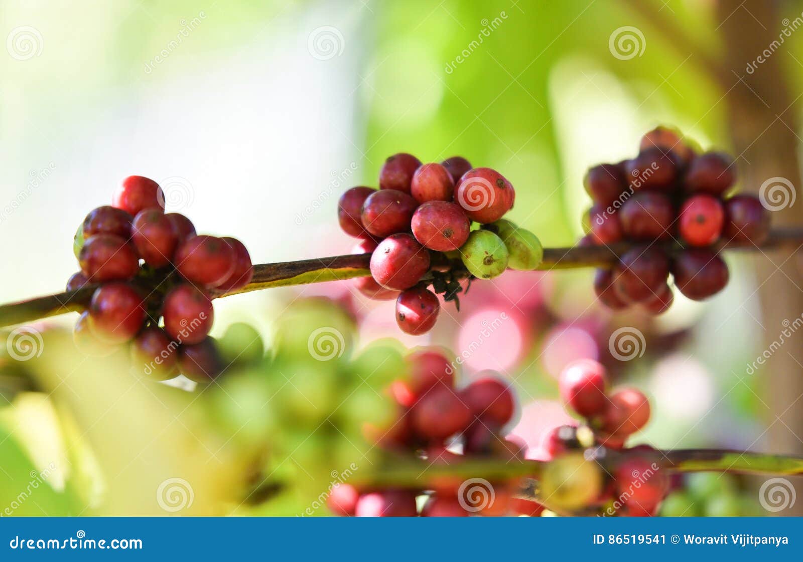 Coffee berry stock image. Image of green, harvest, berry 86519541