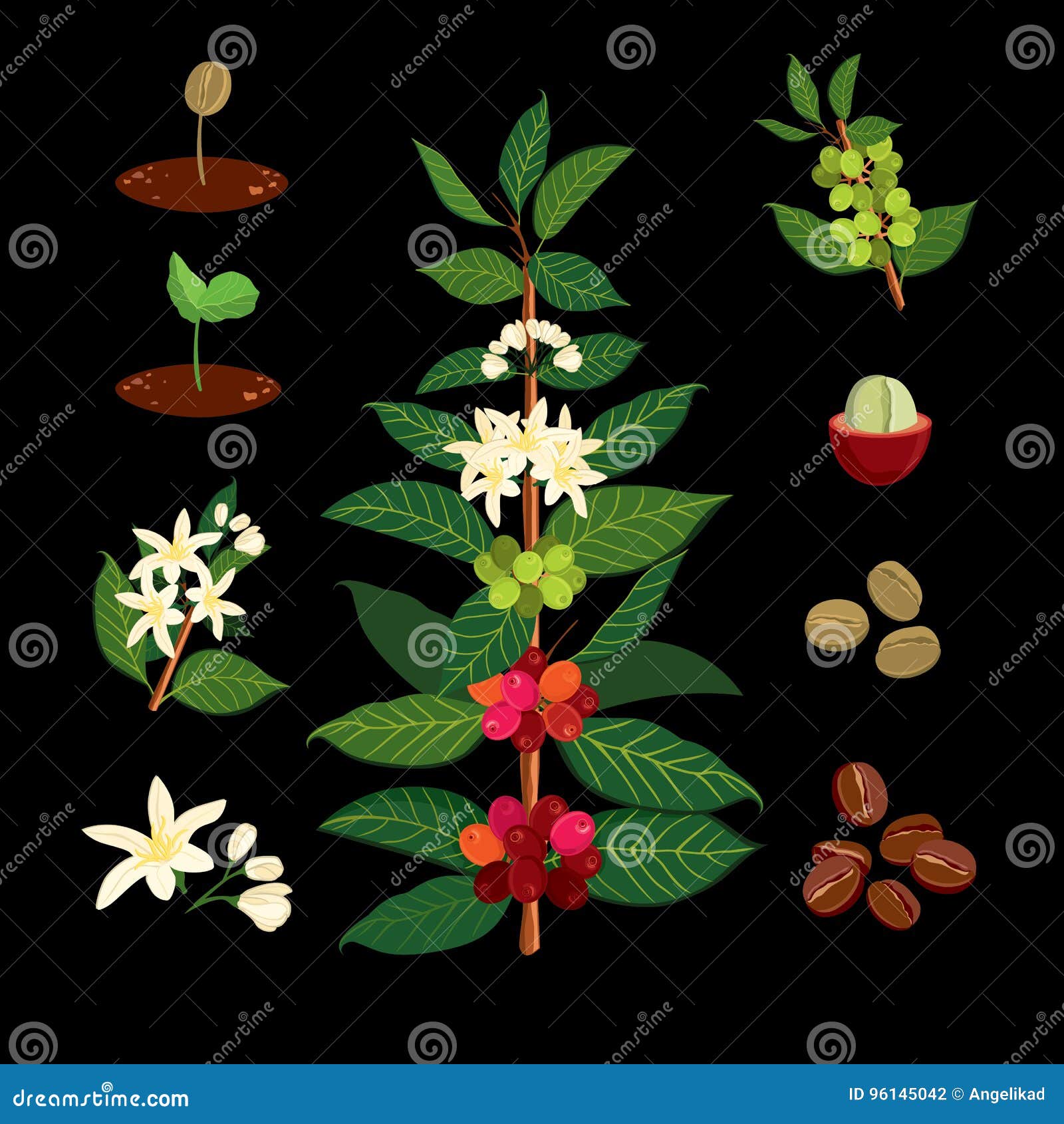 coffee branch on the background of the map. plant with leaf, flowers, berry, fruit, seed.