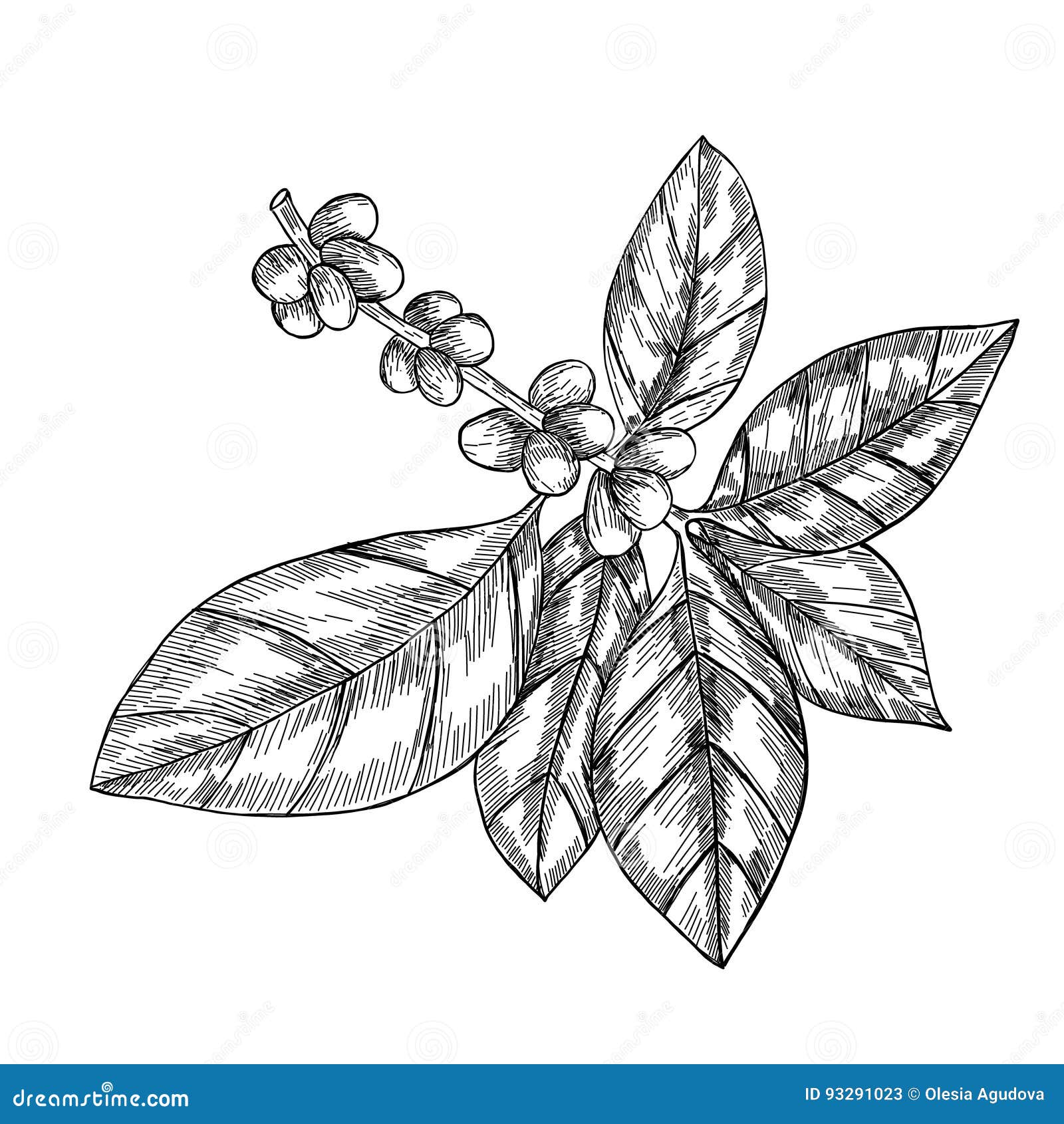 Download Coffee Branch With Leaf, Berry, Coffee Bean, Fruit, Seed. Natural Organic Caffeine. Hand Drawn ...