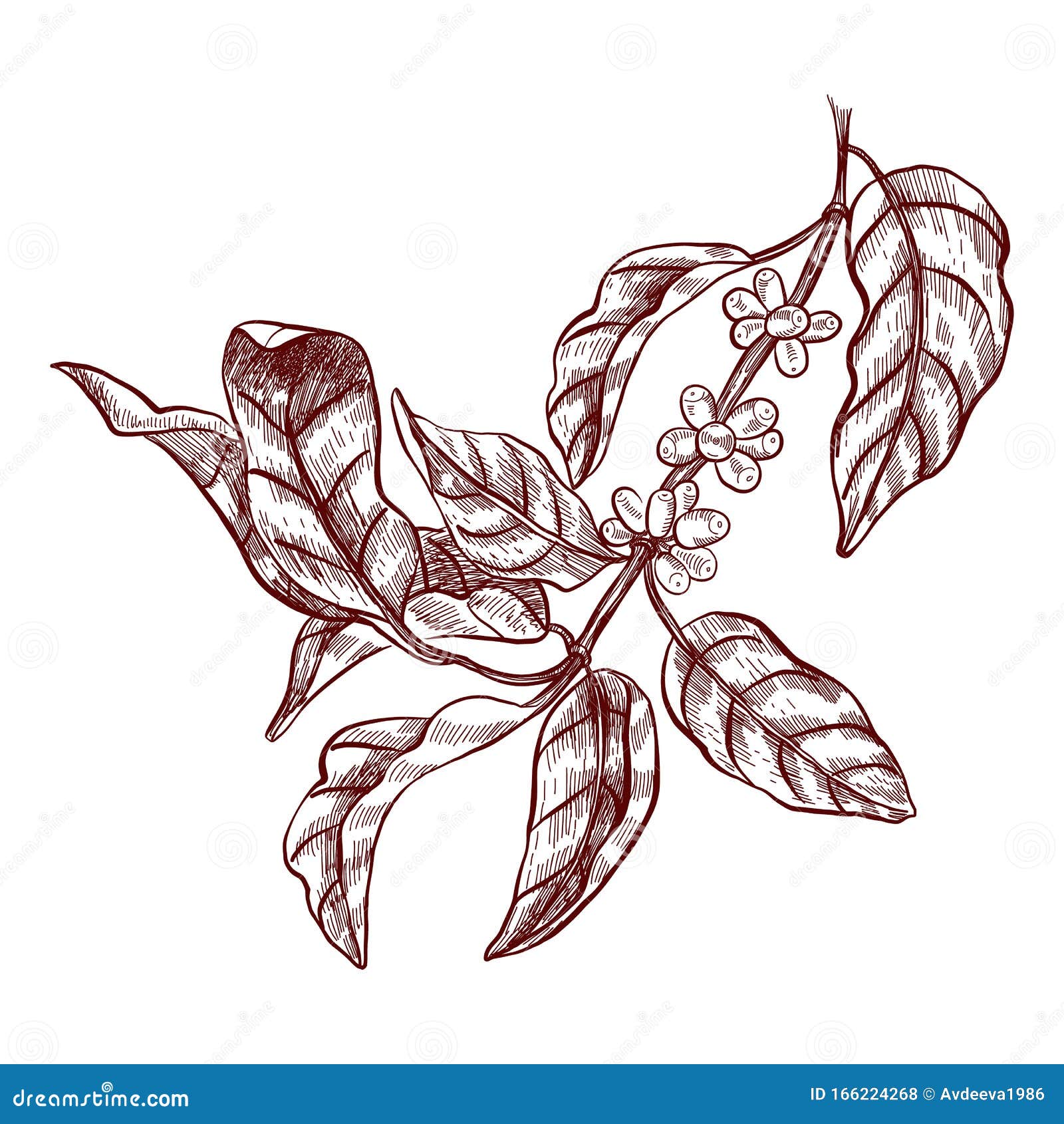 Coffee Branch. Vector Illustration in Sketch Style. Stock Vector