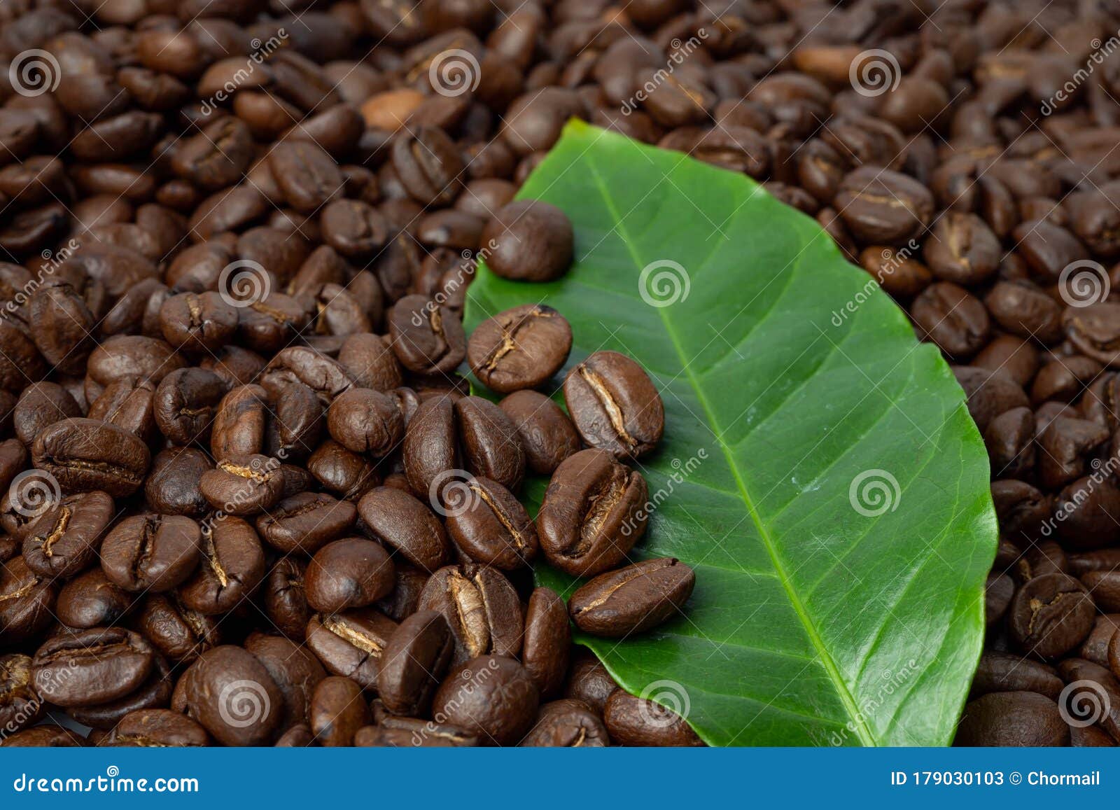 Coffee Brown Bean Medium Roasted with Fresh Green Leaf Stock Image