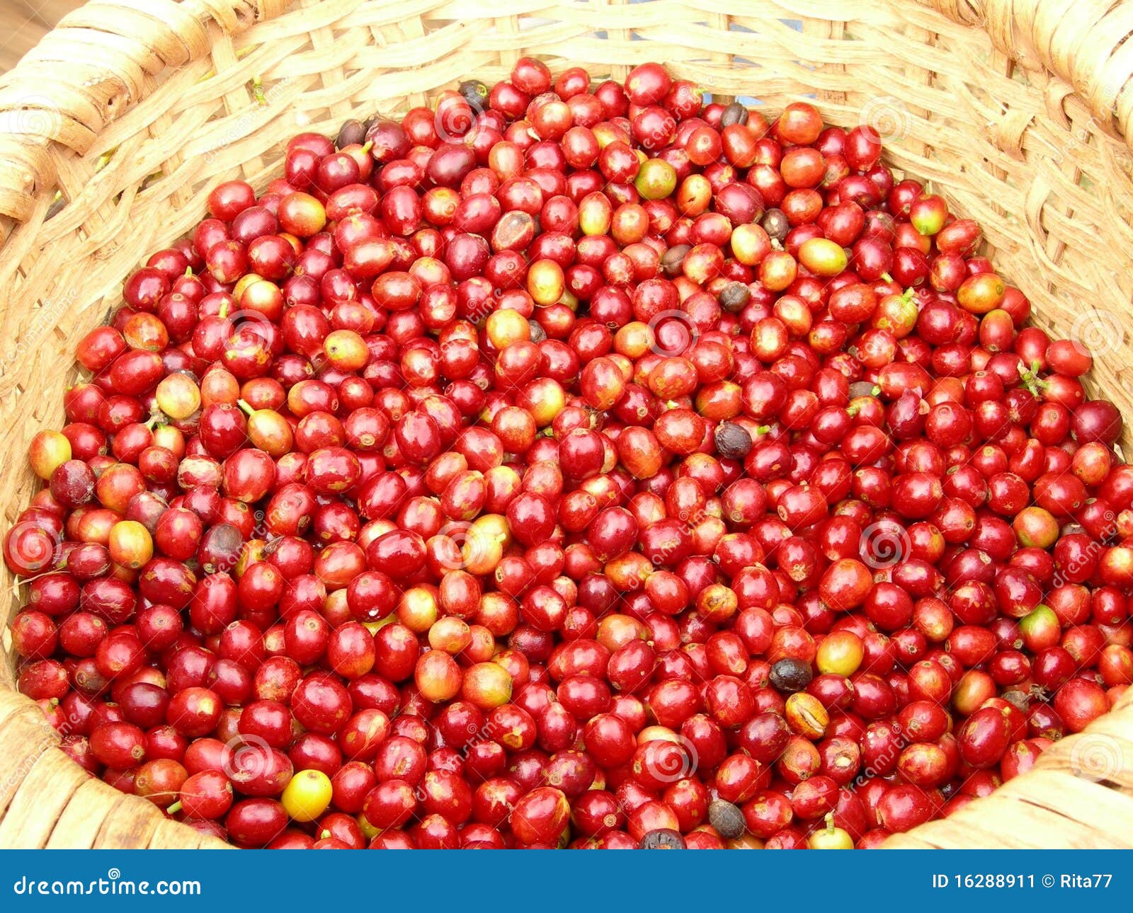 Coffee Cherries stock image. Image of basket, ripped 16288911