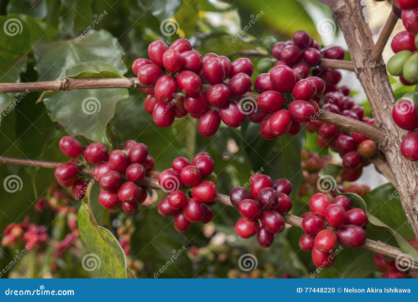 Coffee cherries stock photo. Image of america, ripe, crop 77448220