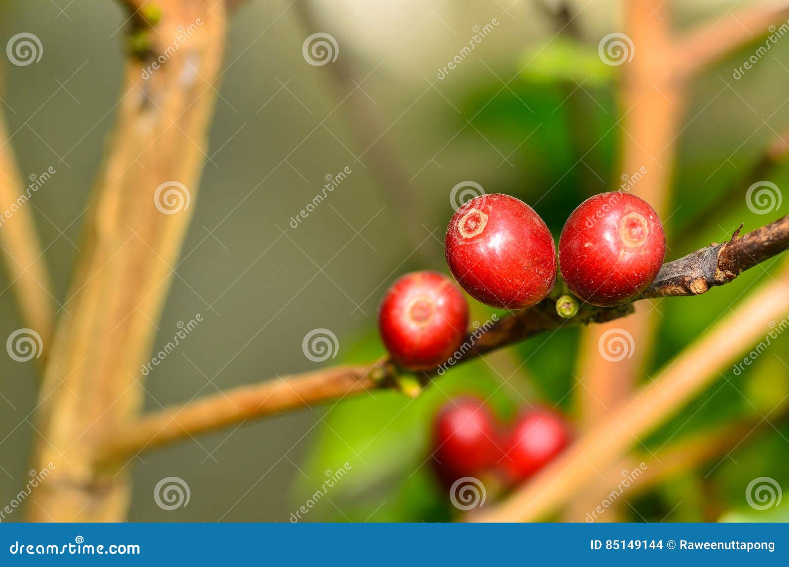 Coffee cherries on branch stock photo. Image of fresh 85149144