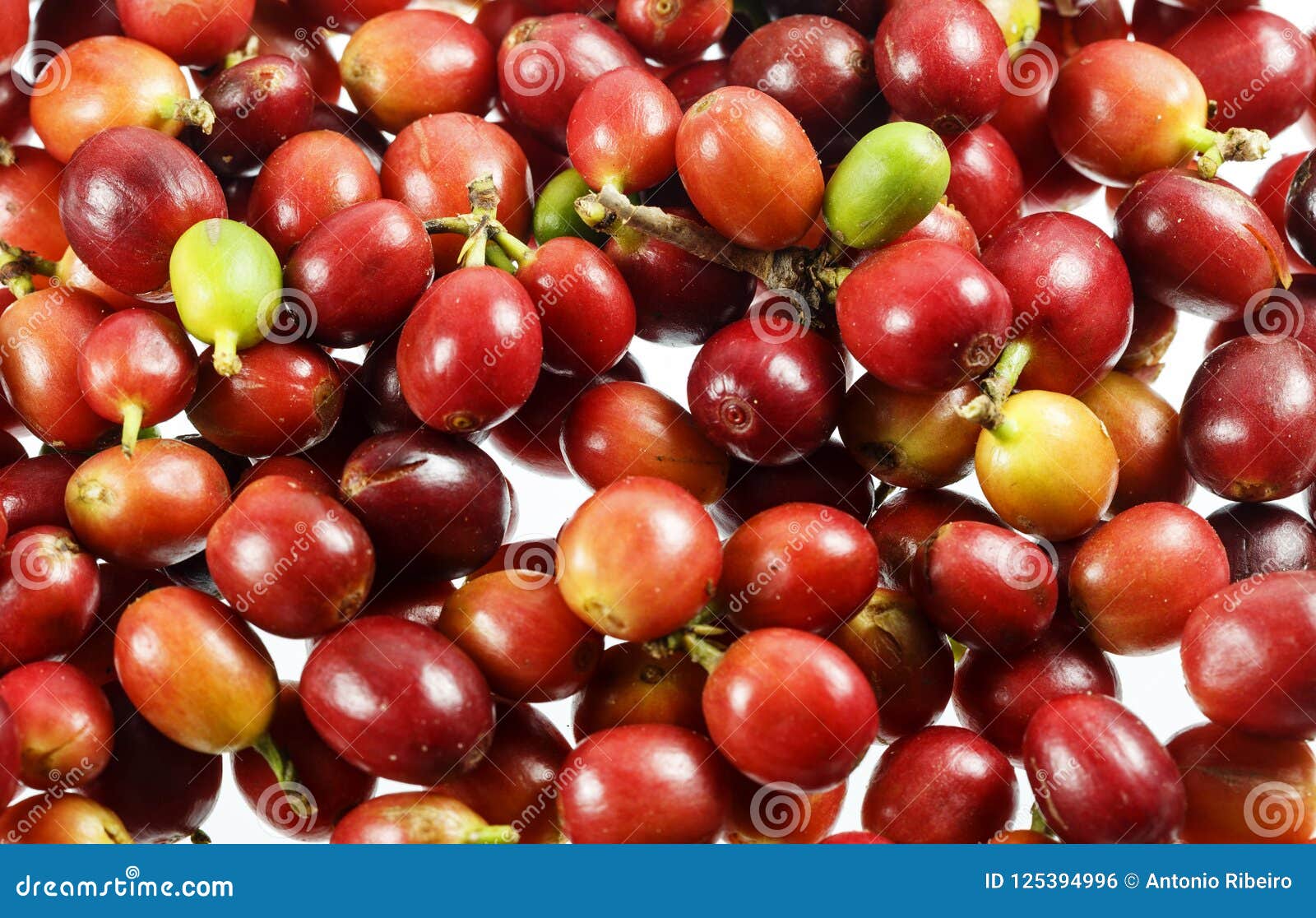 Coffee Cherries or Coffee Berries Stock Photo Image of operation