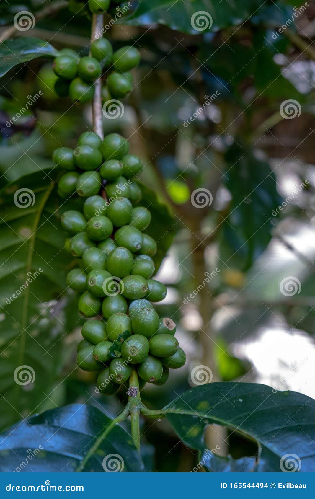 Coffee Cherries Bunch in Nature Stock Photo Image of arabica, outdoor