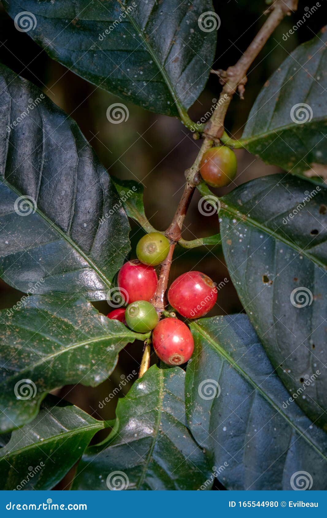 Coffee Cherries Bunch in Nature Stock Photo Image of harvest, closeup