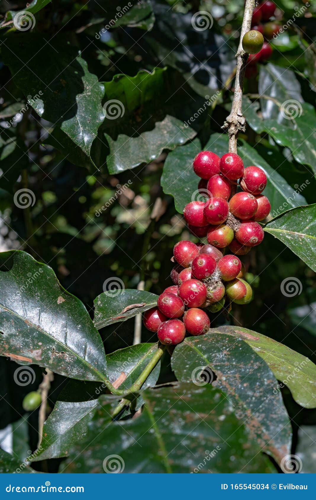 Coffee Cherries Bunch in Nature Stock Photo Image of bunch, berry
