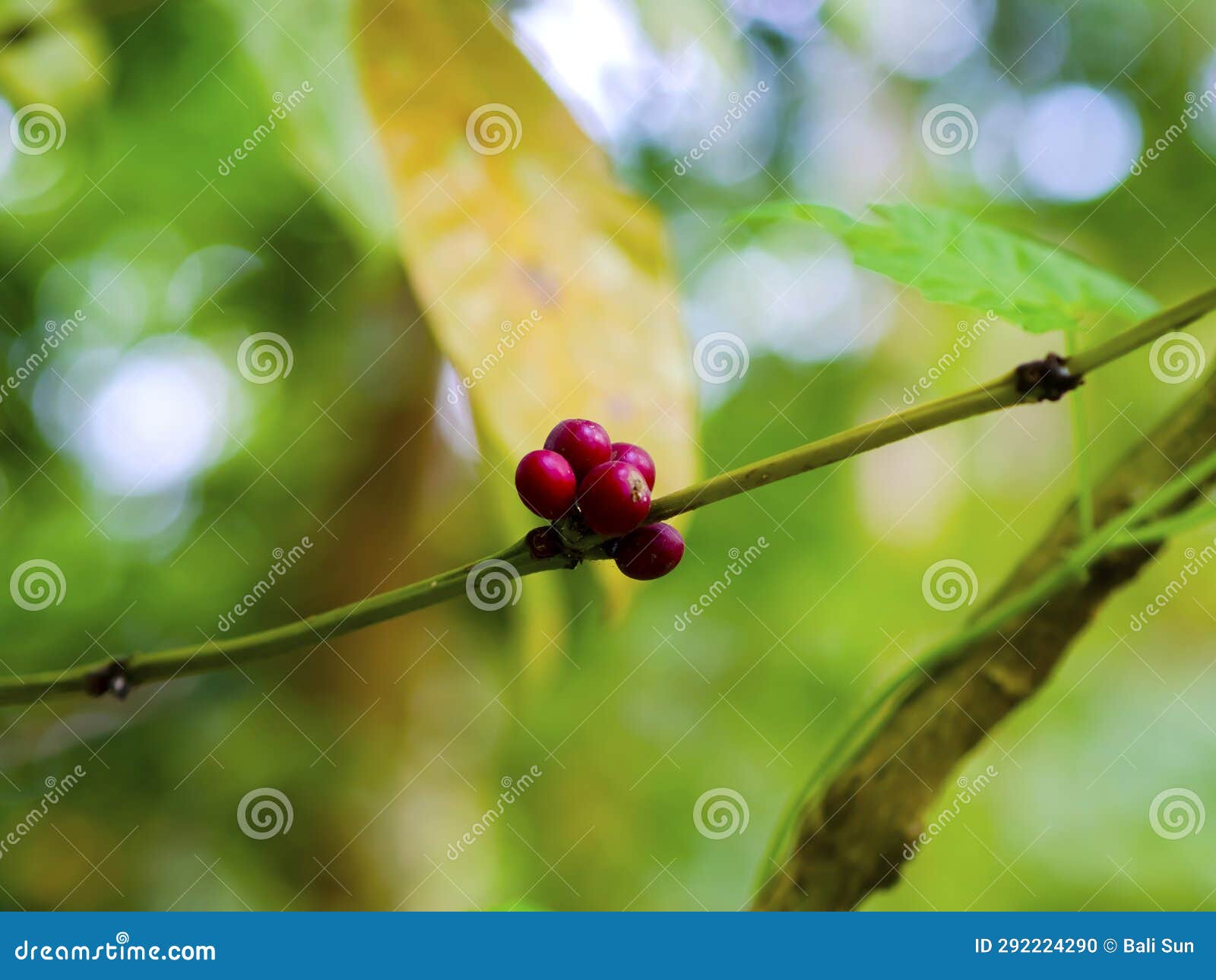 Coffee fruita stock photo. Image of fresh, attached 292224290