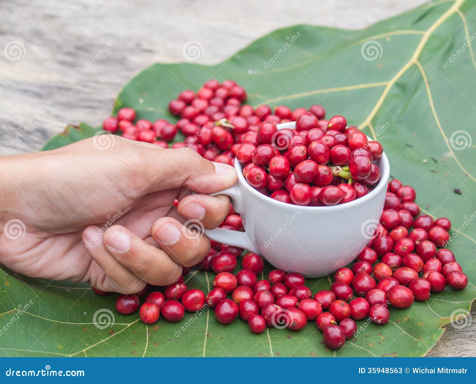 Coffee cherries stock image. Image of imports, coffee 35948563