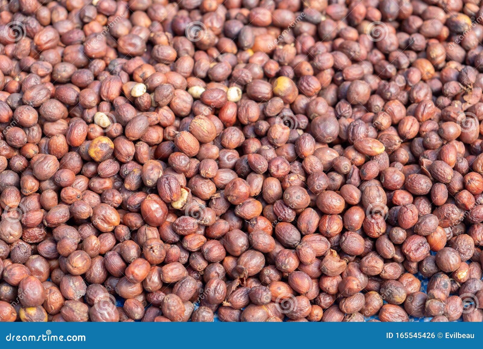 Dry Coffee cherry bean stock photo. Image of brew, brown 165545426