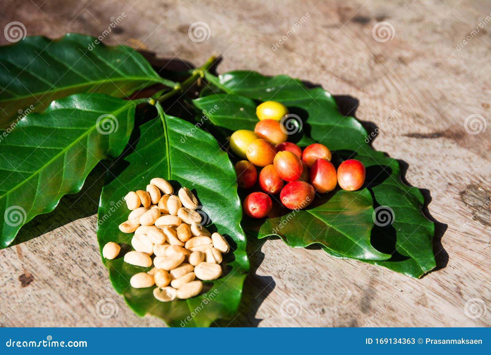 Coffee cherry beans stock image. Image of fruit, coffee 169134363